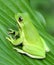 Green Treefrog