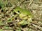 Green Treefrog (Hyla cinerea)