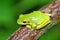 Green Treefrog Illinois Wildlife