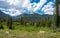 Green trees and blue sky. Colorado Summer Terrain