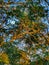 Green trees and blue sky in spring morning