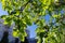 Green trees, branches with leaves in the yard of a house in a city in Siberia. Bottom view.