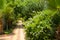 Green trees and bushes with blue flowers near the hotel. Sunny holiday photo with plants. Tropical green colours and a path.