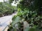 Green trees and bushes in bridge with brown sand dune road