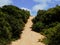 Green trees and bushes with brown sand dune road