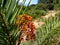 Green trees and bushes with brown sand dune road