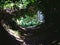 Green trees and bushes in tunnel with brown sand dune road