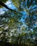 Green Trees Canopy