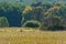 Green trees of deciduous forest and grass in the meadow at noon