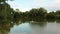 Green trees, duck with group of small ducklings swims in pond water. Summer rural landscape