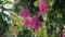 Green trees and flowers pink against blue sky and shining sun jungle. View in tropical forest flowers background.Stock