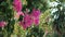 Green trees and flowers pink against blue sky and shining sun jungle. View in tropical forest flowers background.Stock