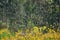 Green trees in a forest with a unfocused yellow foreground