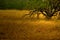 Green trees and golden grass in autumn