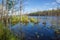 Green Trees and Grass into Water with Reflection Sunny Landscape