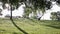 Green trees on hill with wooden benches in park