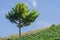 Green Trees on the hillside farm near Strawberry