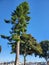 green trees and mast boat ships