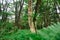 green trees in the middle of a tropical forest