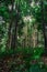 green trees in the middle of a tropical forest