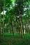 green trees in the middle of a tropical forest