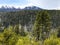 Green trees with mountain peeking over top at national park