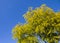 Green trees and panoramic sky. Great as a background,web banner