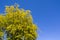 Green trees and panoramic sky. Great as a background,web banner