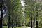 Green trees in the park of Adare, County Limerick, Ireland