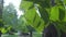 Green trees in the park in summer daytime