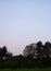 Green Trees and Plantation with Moon in Twilight - Natural Background