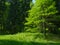 Green trees in the prak with fresh green grass and young oak tree