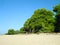 Green trees, sandy beach and blue sky. Beautiful Greece.