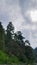 green trees with a slightly dark sky