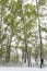 Green trees in the snow. Aspen. Spring in Siberia