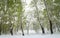 Green trees in the snow. Aspen. Spring in Siberia