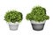 Green Trees in Terracotta Flower Pots on White Background