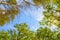 The green trees top in forest, blue sky and sun beams shining through leaves