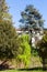 Green trees in urban public park Giardini Salvi