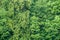 Green trees wall background texture