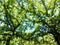 Green treetops and blue sky