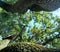 Green treetops and blue sky