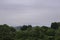 Green Treetops under Overcast Sky