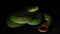 Green Trimeresurus insularis White-lipped Island Pit Viper snake