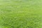 Green trimmed grass field background