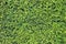 Green trimmed hedge wall for environment and garden design background purpose
