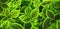 Green trippy plants natural background