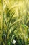 Green triticale ears, hybrid of wheat and rye in field