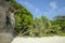 Green tropic jungle. Paradise forest. Coconut Palms and another plants.