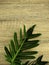 Green tropic leaves frame with copy space on wood